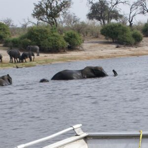 Chobe Day Trip – Safari Adventure from Victoria Falls to Botswana