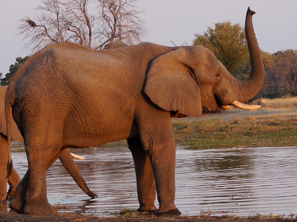 elephant in Chobe