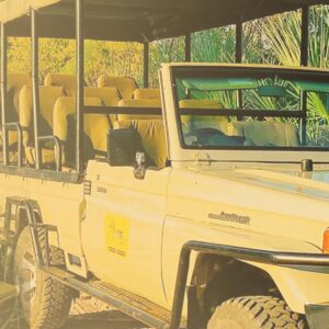 Victoria Falls Game Drive – Experience African Wildlife Up Close