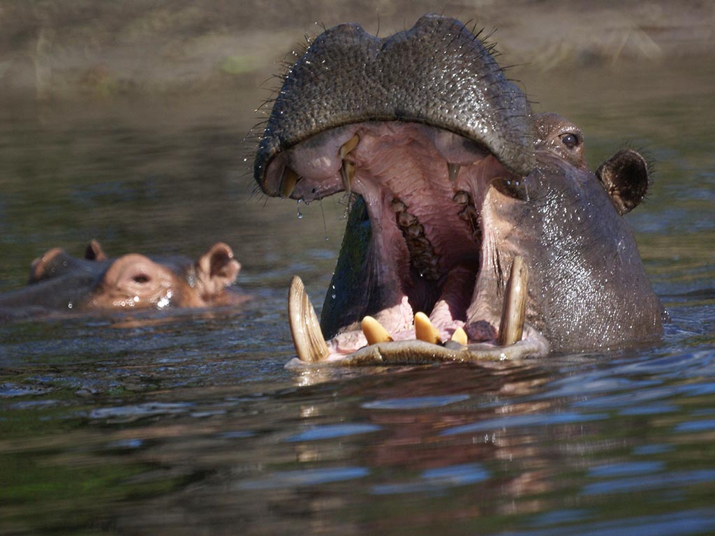 hippos