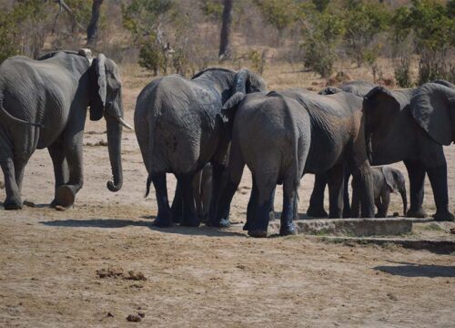 Sustainable Safaris in Chobe How Responsible Travel Protects Wildlife