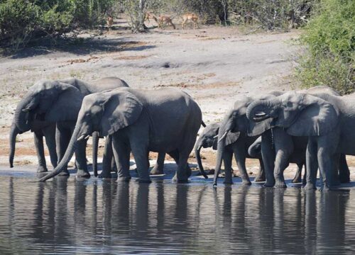 Why Chobe National Park is Africa s Hidden Safari Gem