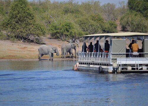 Chobe River vs Chobe Game Drive Which Safari Experience is Right for You