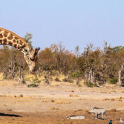 best time to visit hwange national park