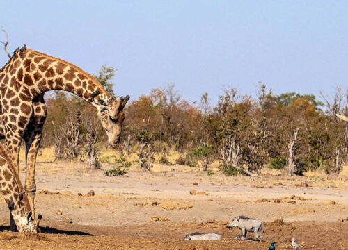 Best Time to Visit Hwange National Park