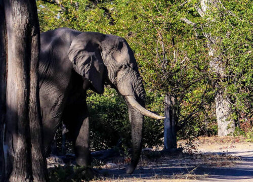 Hwange Day Trip vs Overnight Safari