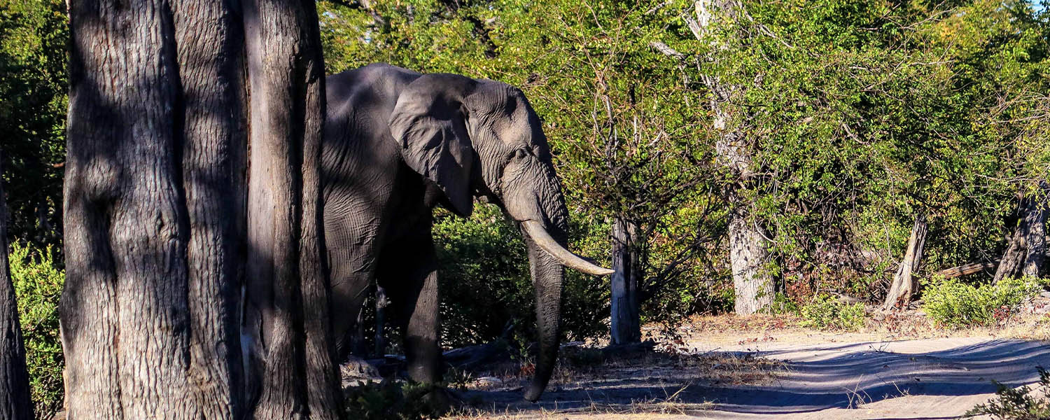 A lone adult elephant was seen at Hwange National Park.