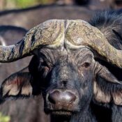 hwange day trip