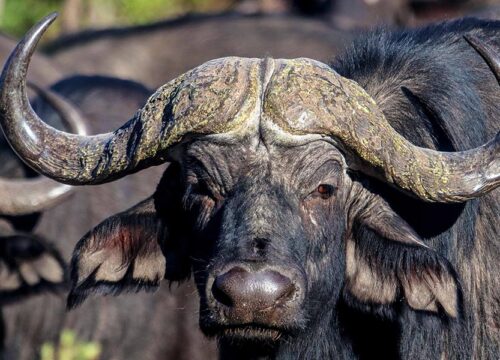 What Animals Can You See at Hwange national park?