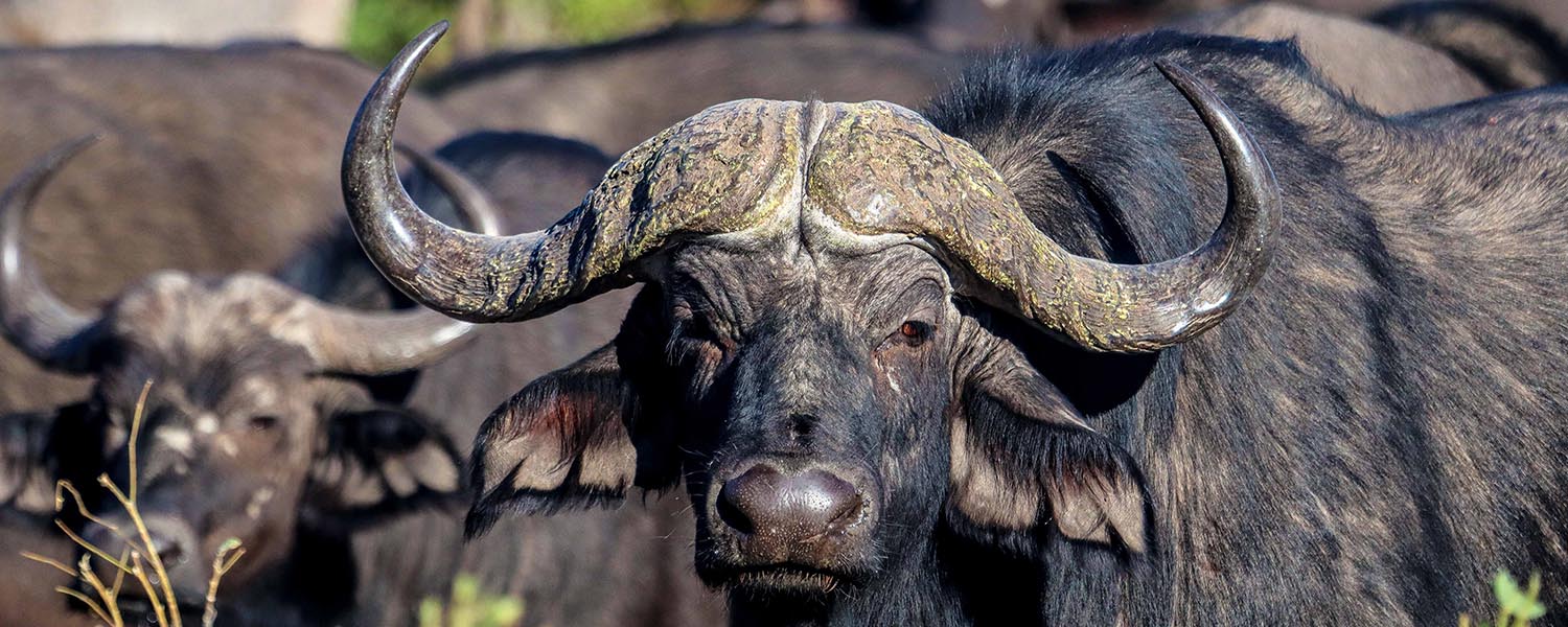 hwange day trip