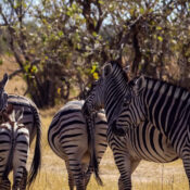 Wild zebras grazing in Hwange National Park, one of Zimbabwe's premier safari destinations.