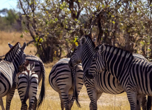 Is a Hwange Day Trip Worth It