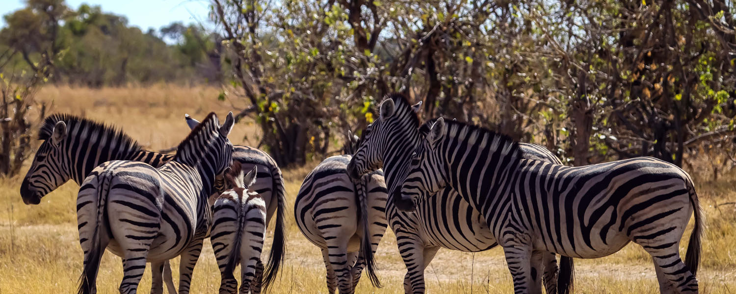 Wild zebras grazing in Hwange National Park, one of Zimbabwe's premier safari destinations.