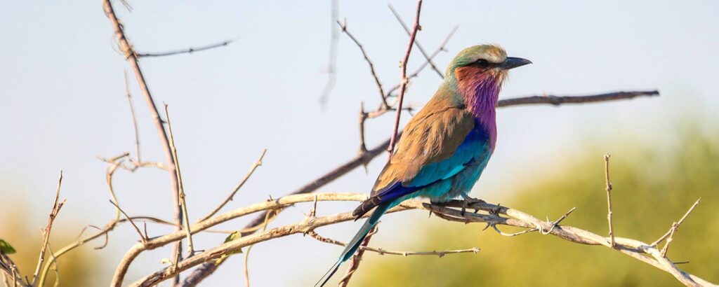 A lilac-breasted roller seen at Hwange National Park.