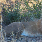 male and female lion were spotted at Hwange National Park.