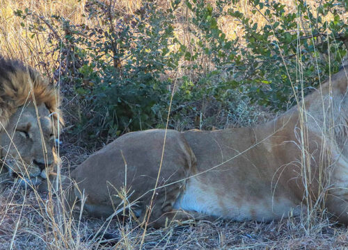 Big Five in Hwange