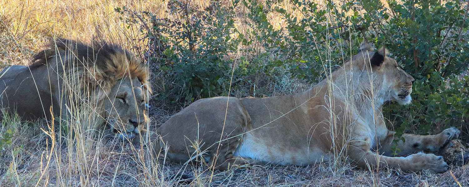 male and female lion were spotted at Hwange National Park.